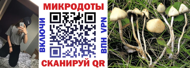 Галлюциногенные грибы Psilocybe  Энгельс 